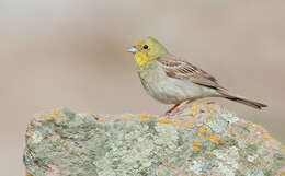 Image of Cinereous Bunting
