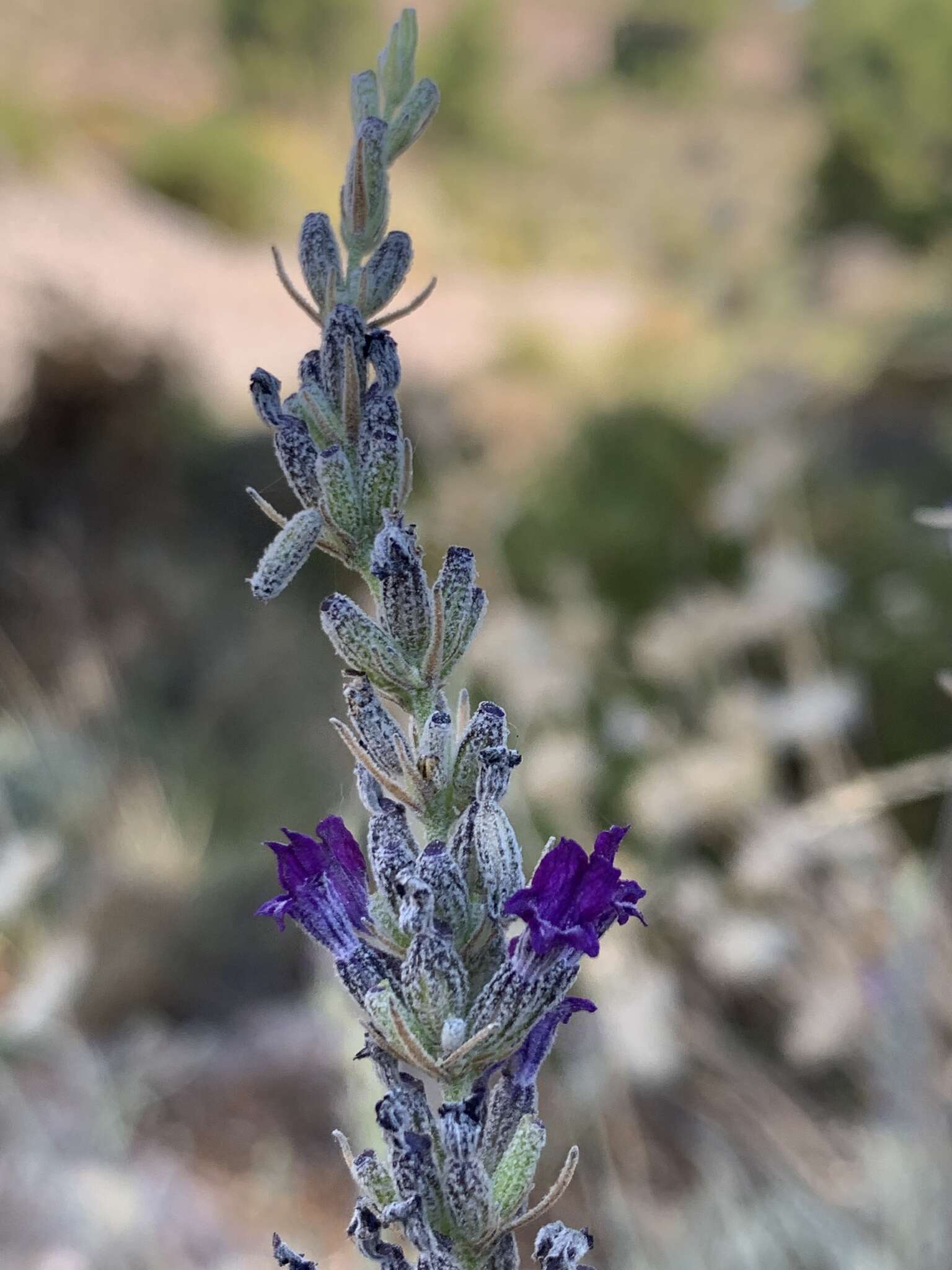 Image of Lavandula lanata Boiss.