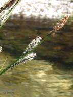 Image de Carex reuteriana subsp. reuteriana