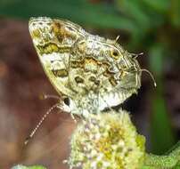 Image of <i>Aubergina vanessoides</i>