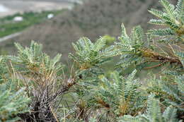 Image de Astragalus denudatus Stev.