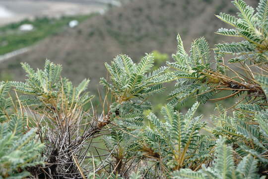 Image of Astragalus denudatus Stev.