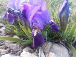 Image de Iris lutescens Lam.