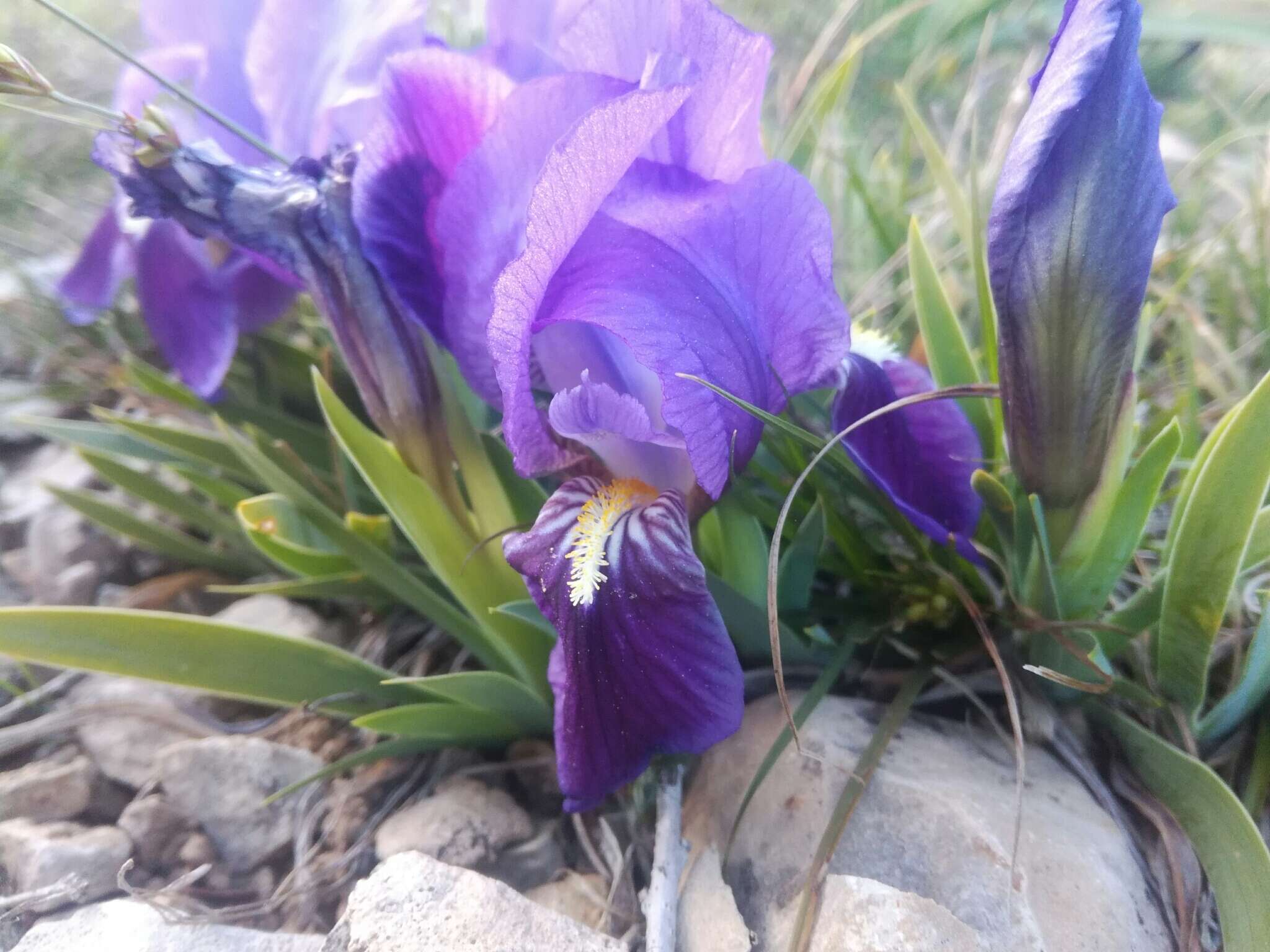 Слика од Iris lutescens Lam.