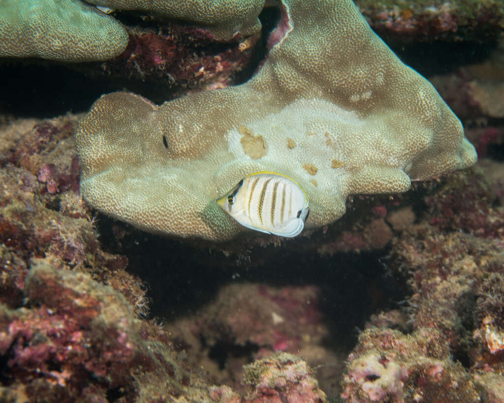 Image of Multiband Butterflyfish