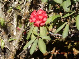 صورة Rhododendron argipeplum I. B. Balf. & R. E. Cooper