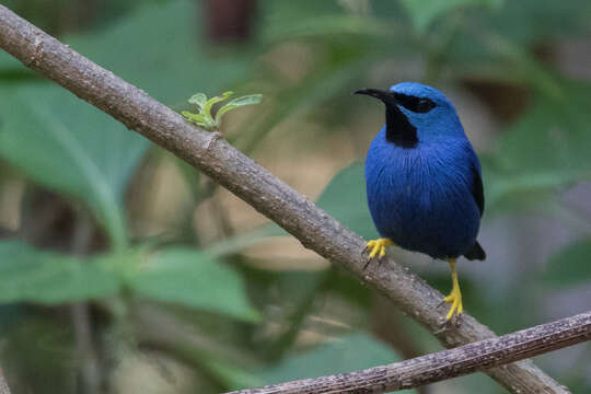 Image of Shining Honeycreeper