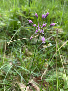 Image of Allium carinatum subsp. carinatum