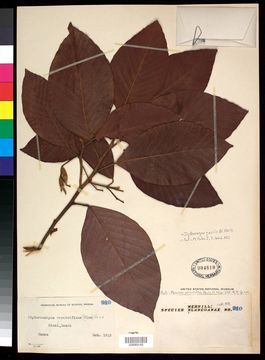 Image of <i>Dipterocarpus gracilis</i> Bl.