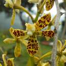 Image of Prosthechea tigrina (Linden ex Lindl.) W. E. Higgins