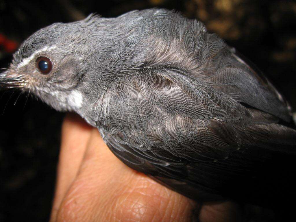 Image of Spotted Fantail