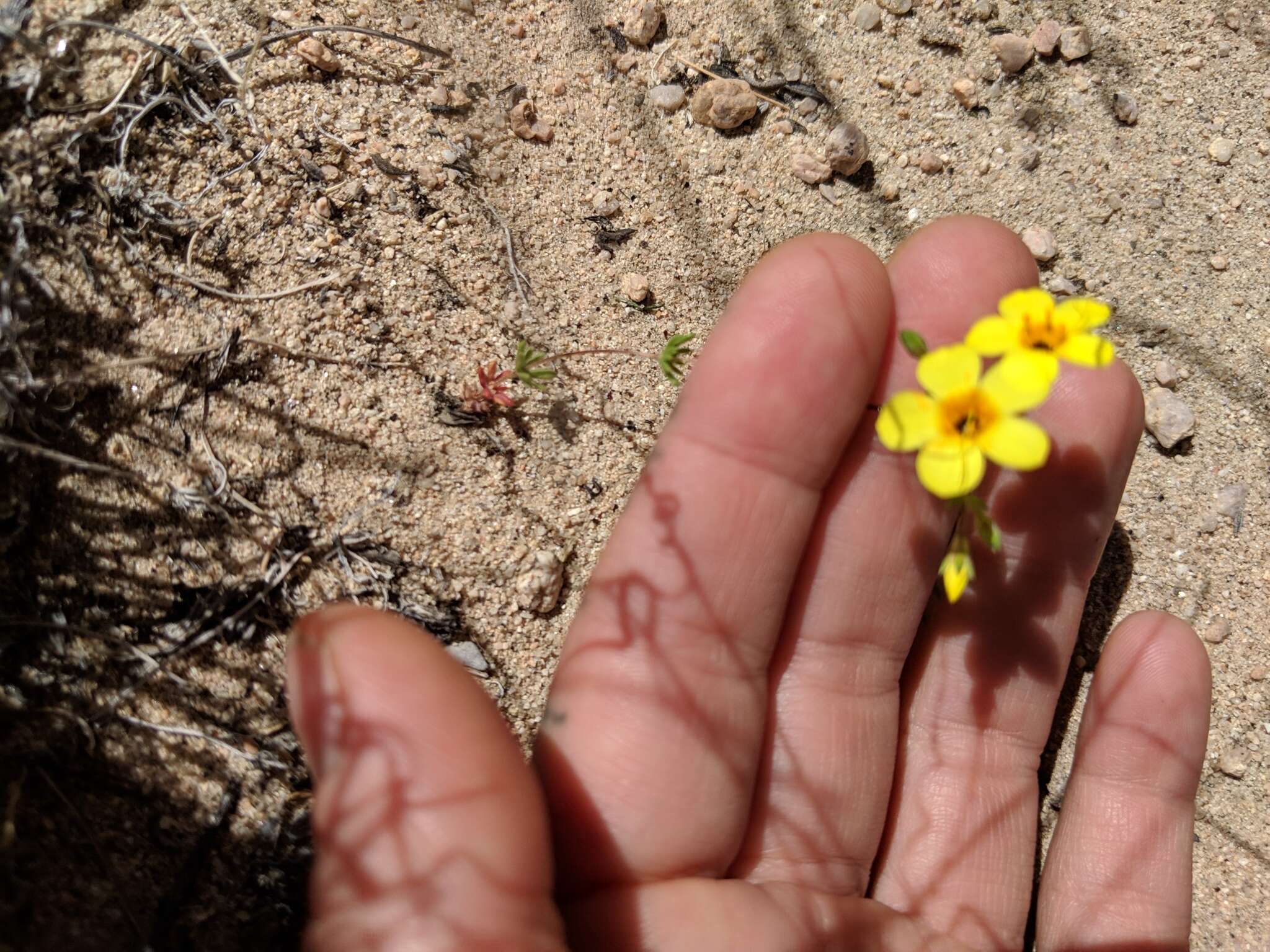 Image of golden linanthus