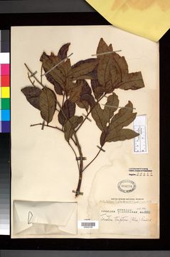 Image of <i>Tristira triptera</i> (Blanco) Radlk.