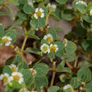 Image de Euphorbia peruviana L. C. Wheeler