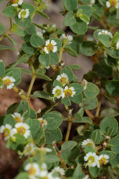 Image of Euphorbia peruviana L. C. Wheeler