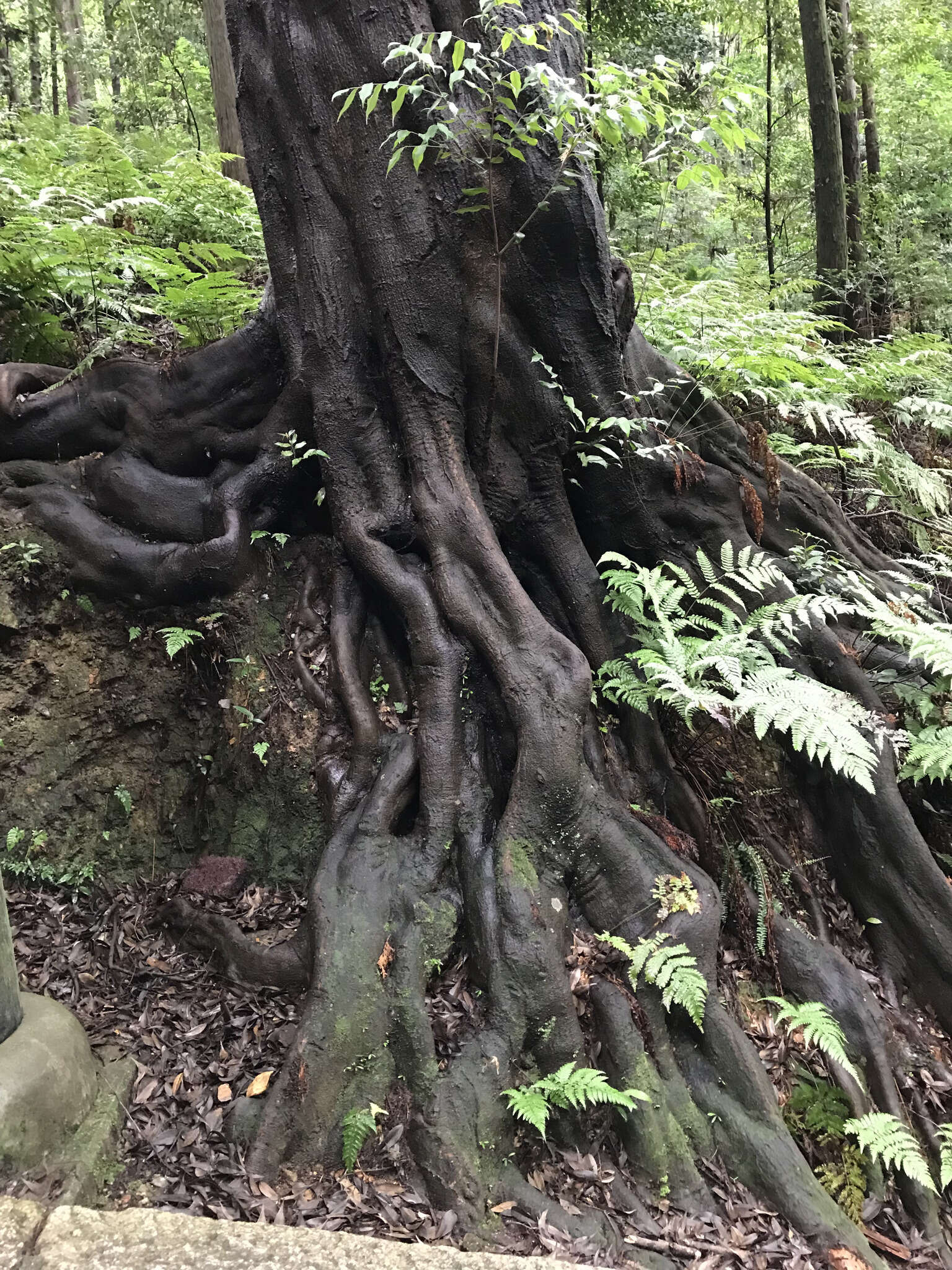 Image of Castanopsis sieboldii (Makino) Hatus.