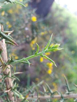 Ulex australis subsp. welwitschianus的圖片