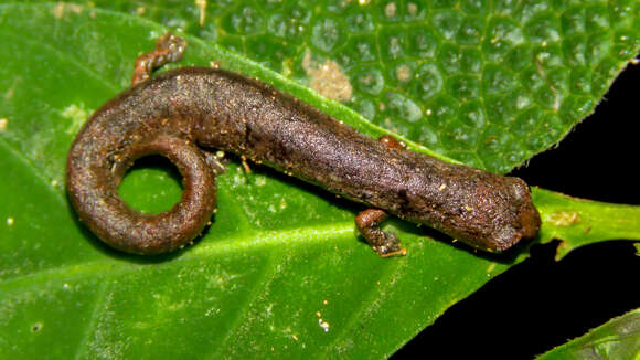 Image of Ramos' Mushroomtongue Salamander