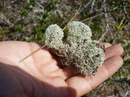 Image de Cladonia evansii Abbayes