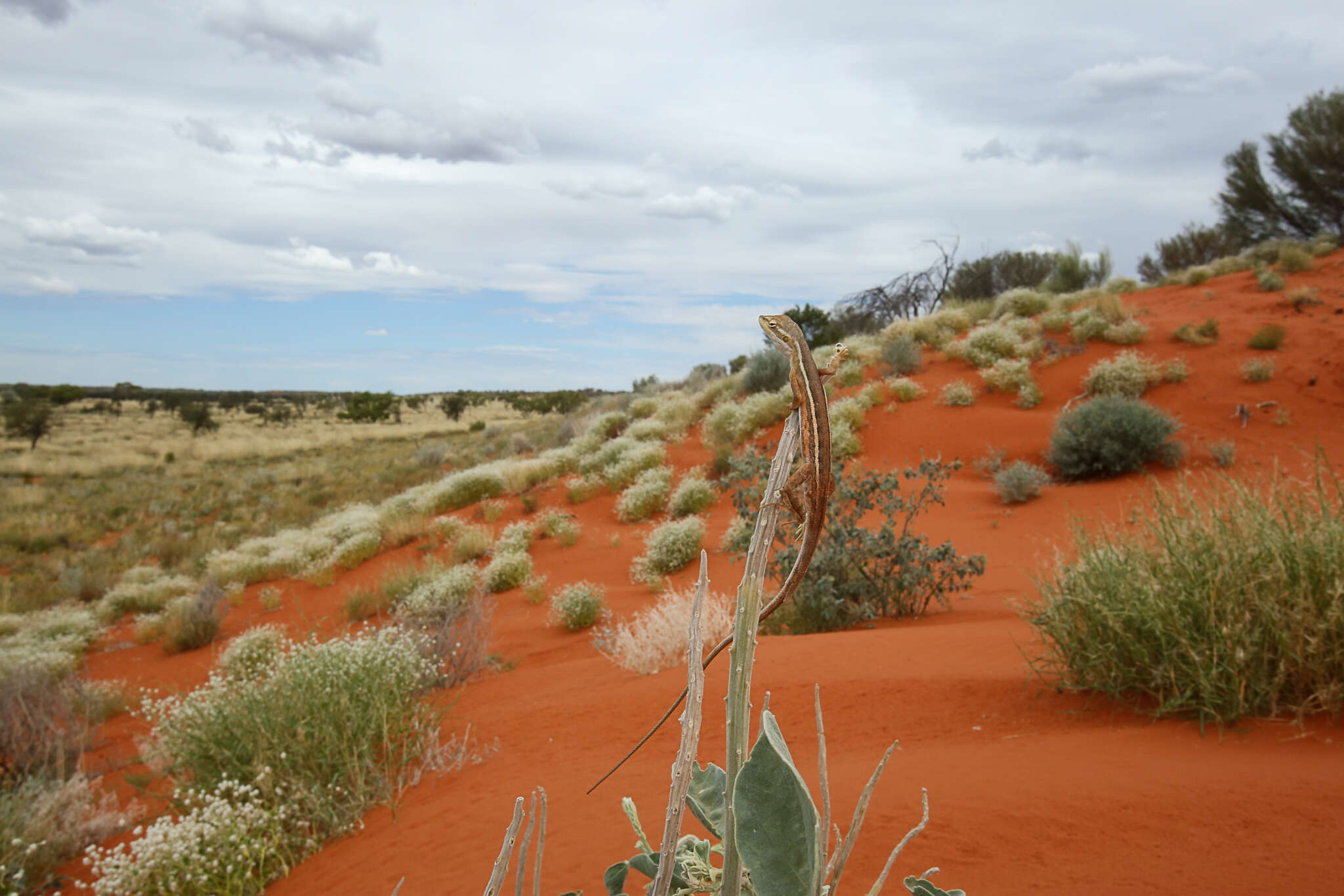 Image of Canegrass Two-line Dragon