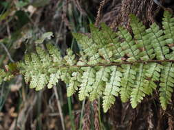 Sivun Polystichum tagawanum Kurata kuva