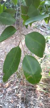 Image of Geijera salicifolia Schott