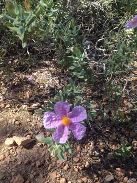 Imagem de Cistus albidus L.