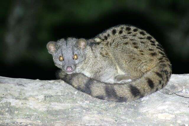 Image of African palm civets