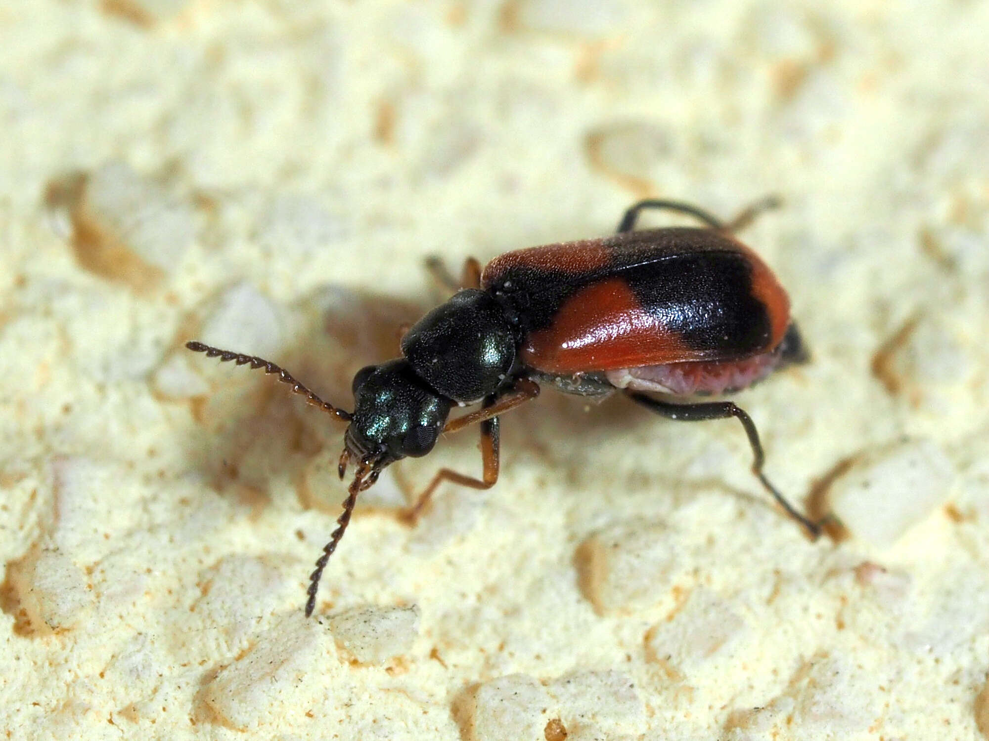 Image of Malachiidae