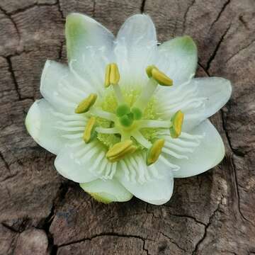 Passiflora siamica Crab的圖片