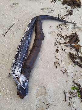 Image of Conger Eel