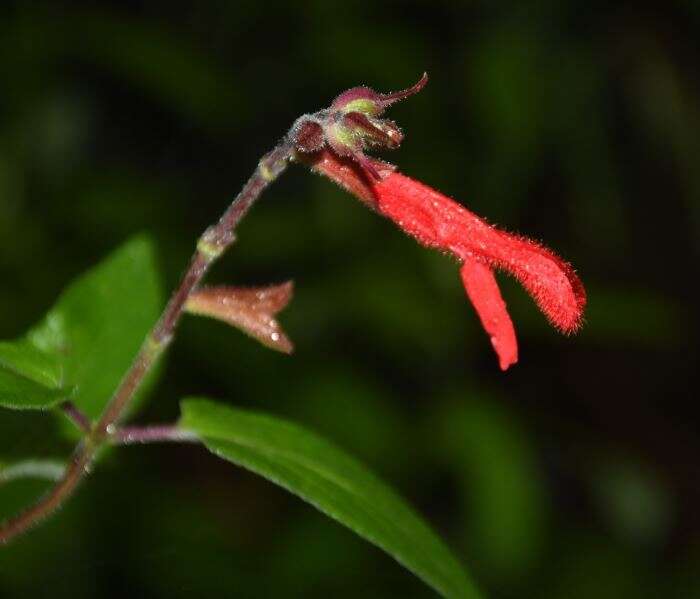 Imagem de Salvia fulgens Cav.