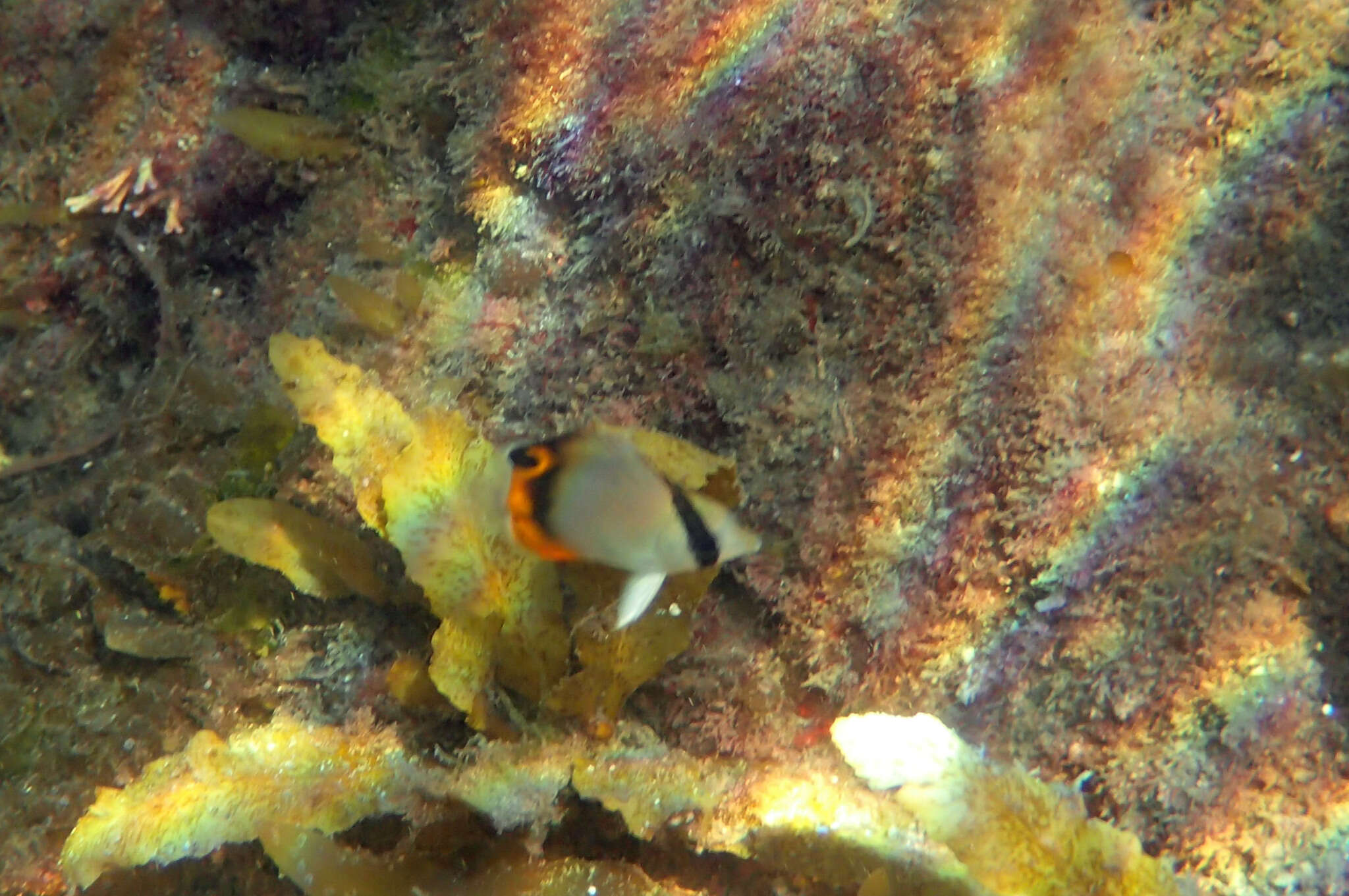 Image of Butterfly fish