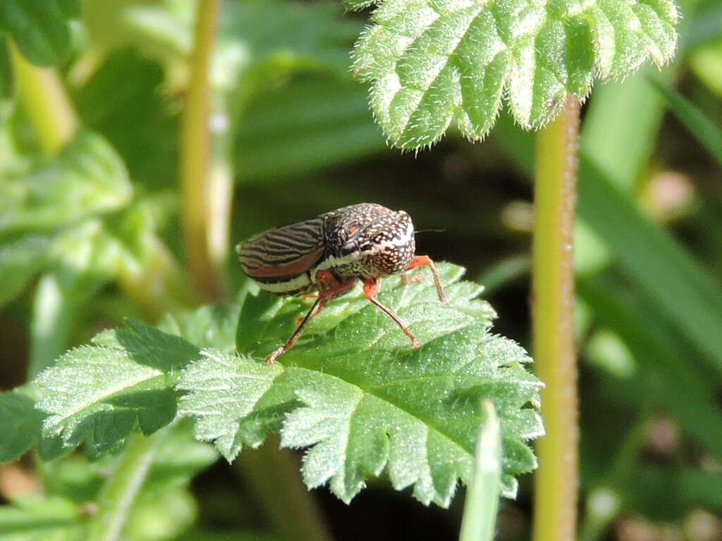 Image of Lateral-lined sharpshooter