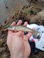 Image of Bluehead Chub