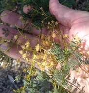 Sivun Acacia pubescens (Vent.) R. Br. kuva