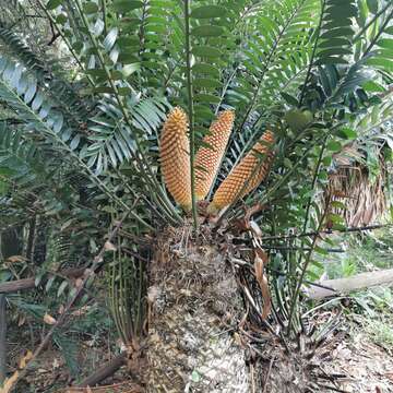 Imagem de Encephalartos natalensis R. A. Dyer & I. Verd.