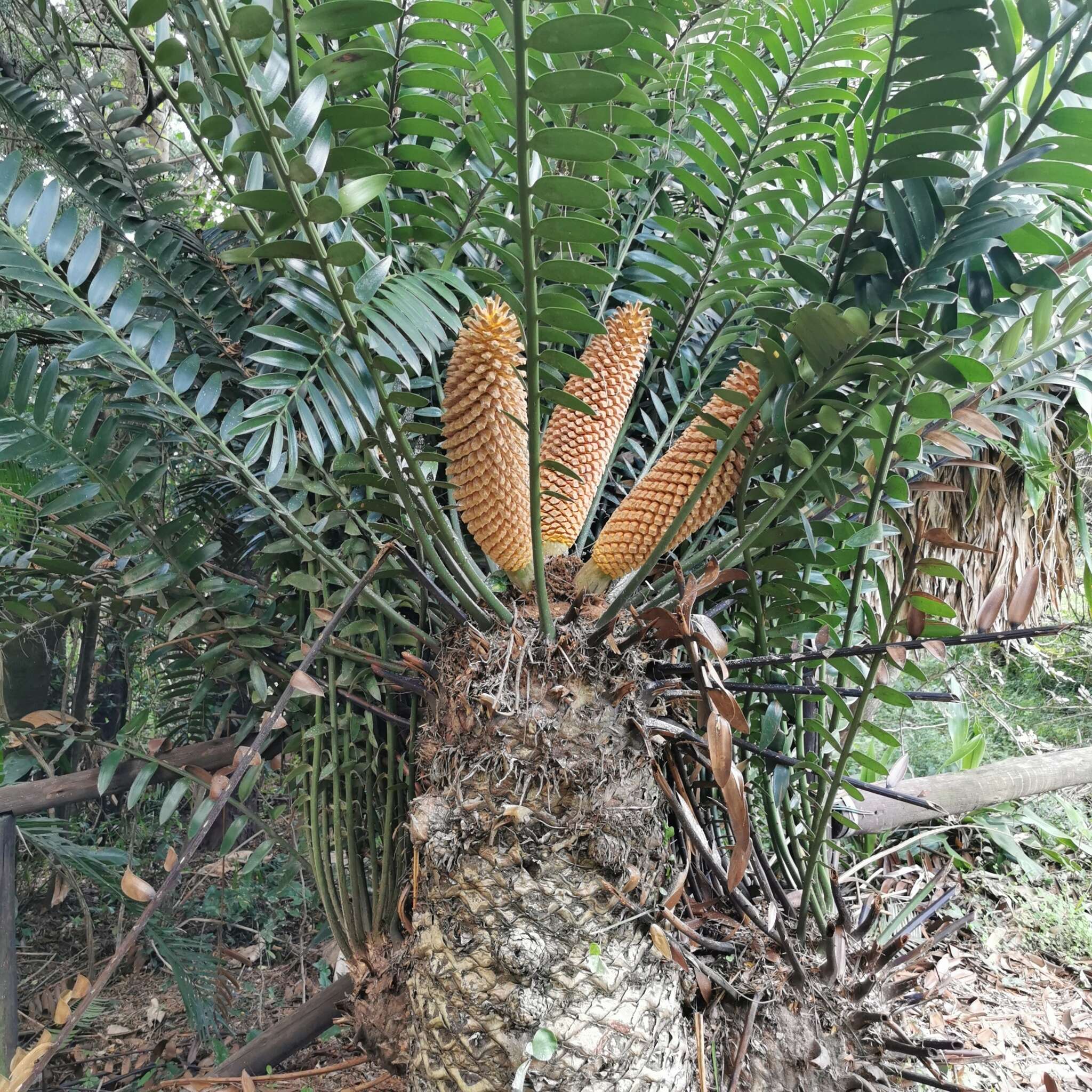 Image of Natal Cycad