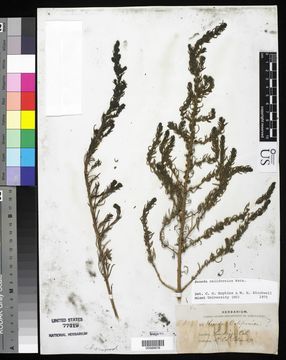Image of California seablite