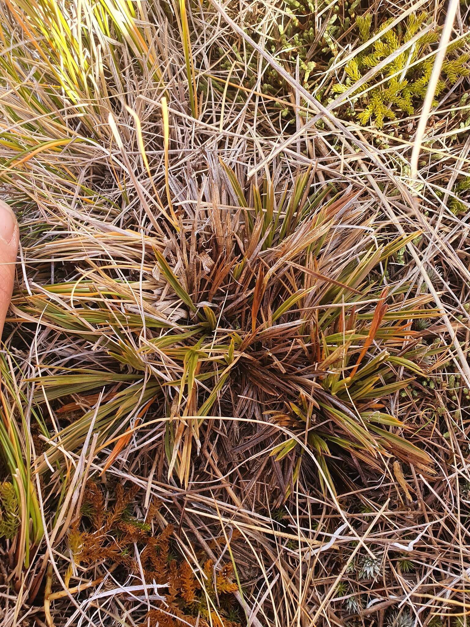 Image of Aciphylla montana var. gracilis (Oliv.) J. W. Dawson