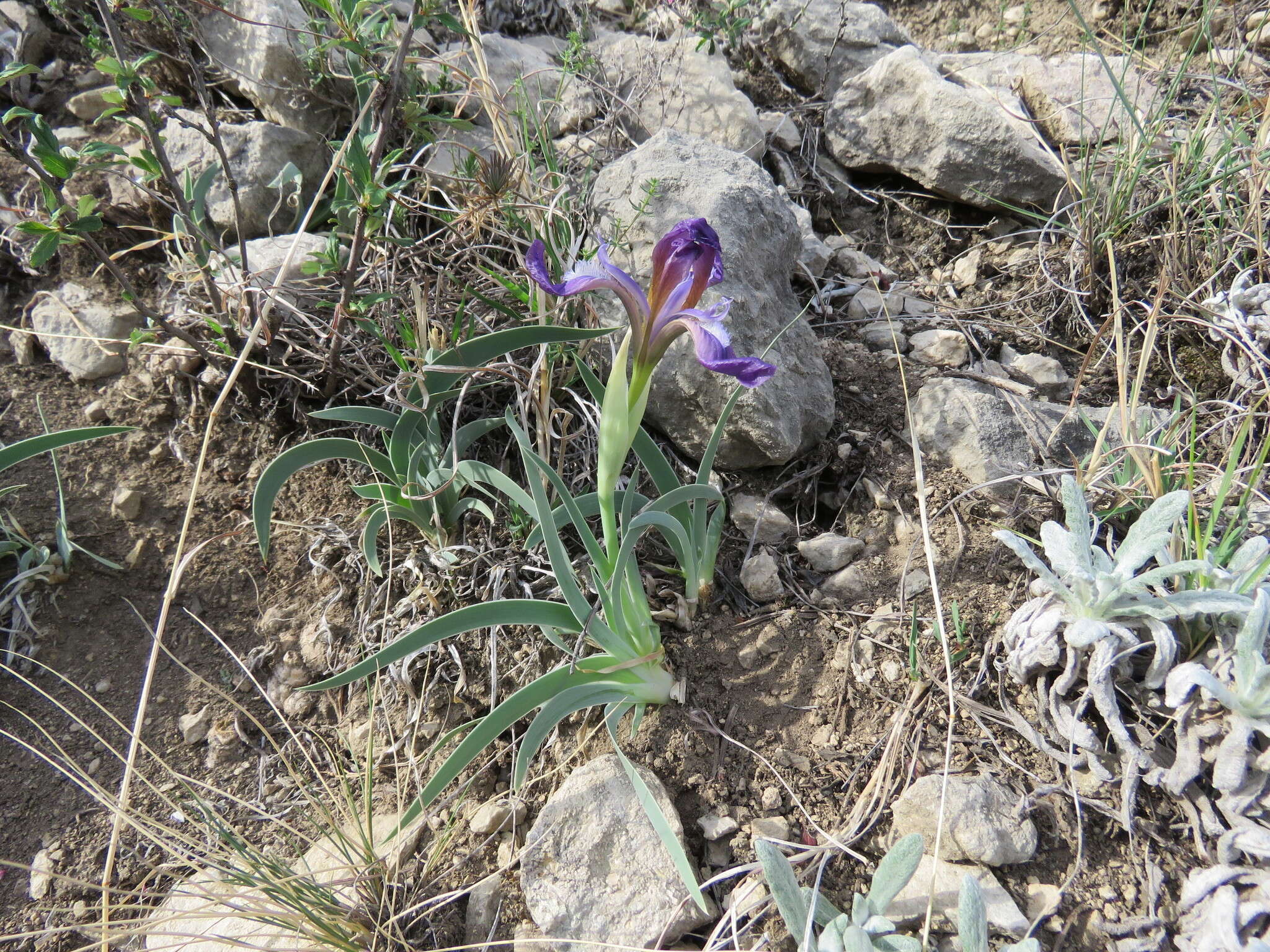 Image of Iris timofejewii Woronow