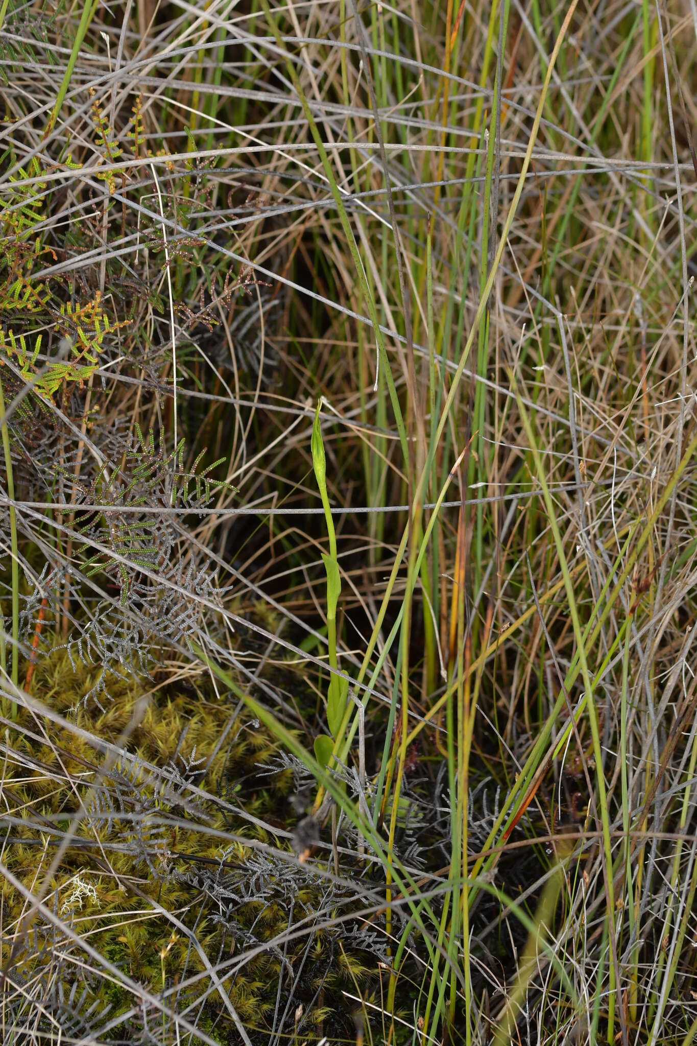 Image of Pterostylis micromega Hook. fil.