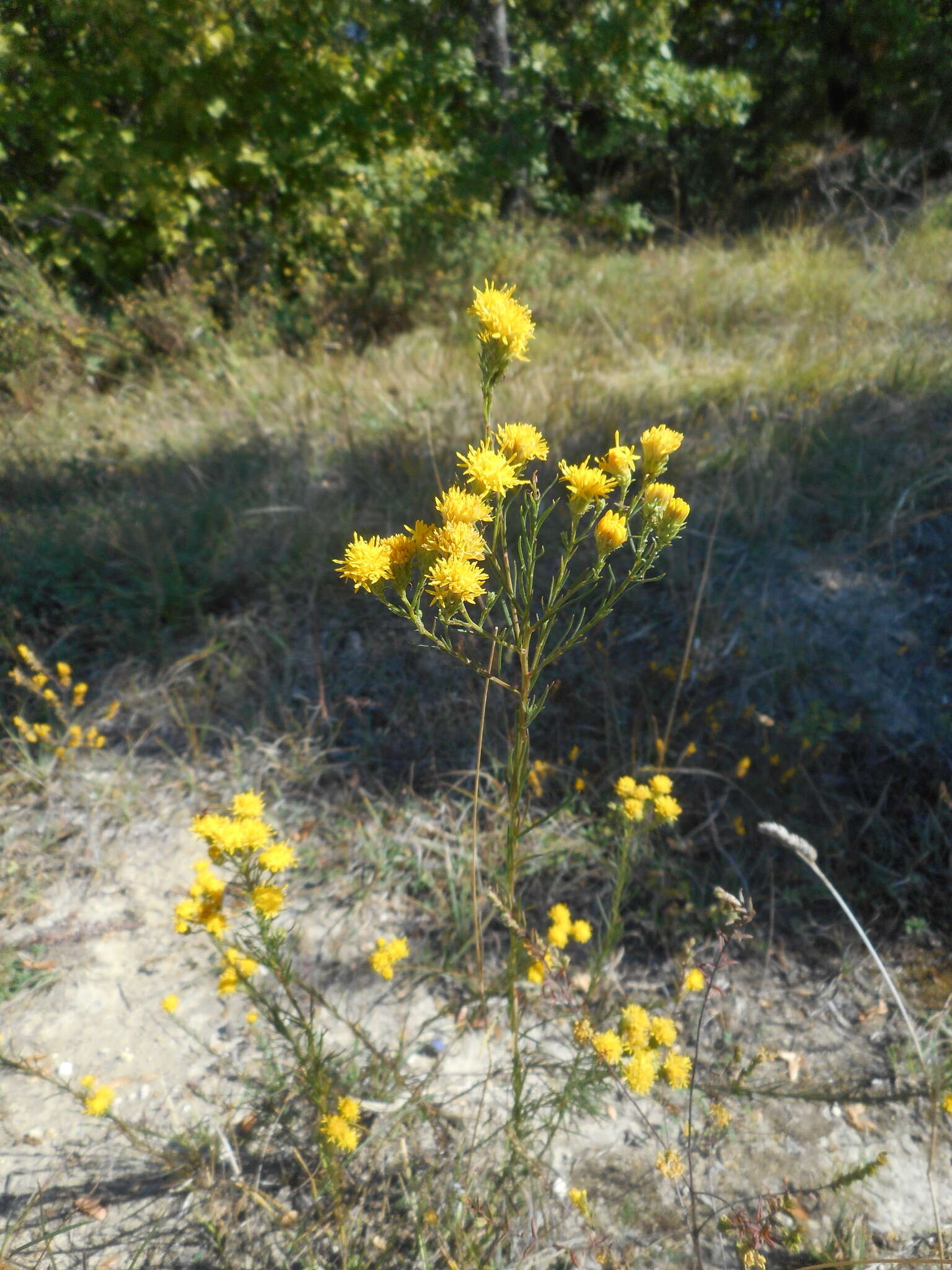 صورة Galatella linosyris (L.) Rchb. fil.