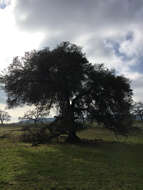 Image of interior live oak