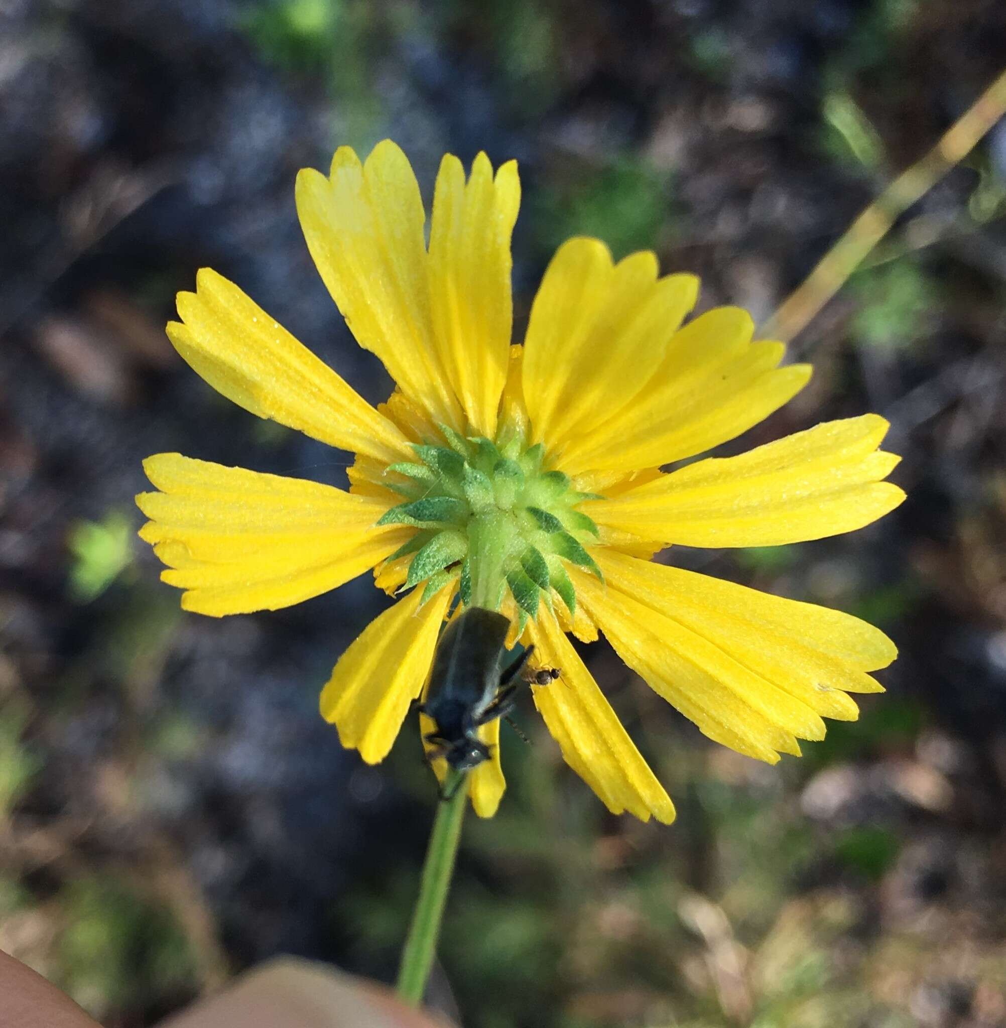 Image of coastal plain honeycombhead