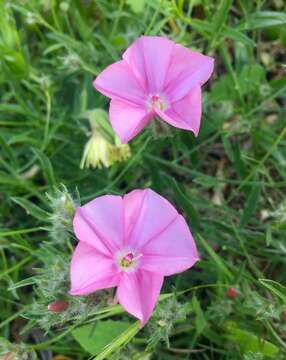 Convolvulus cantabrica L.的圖片