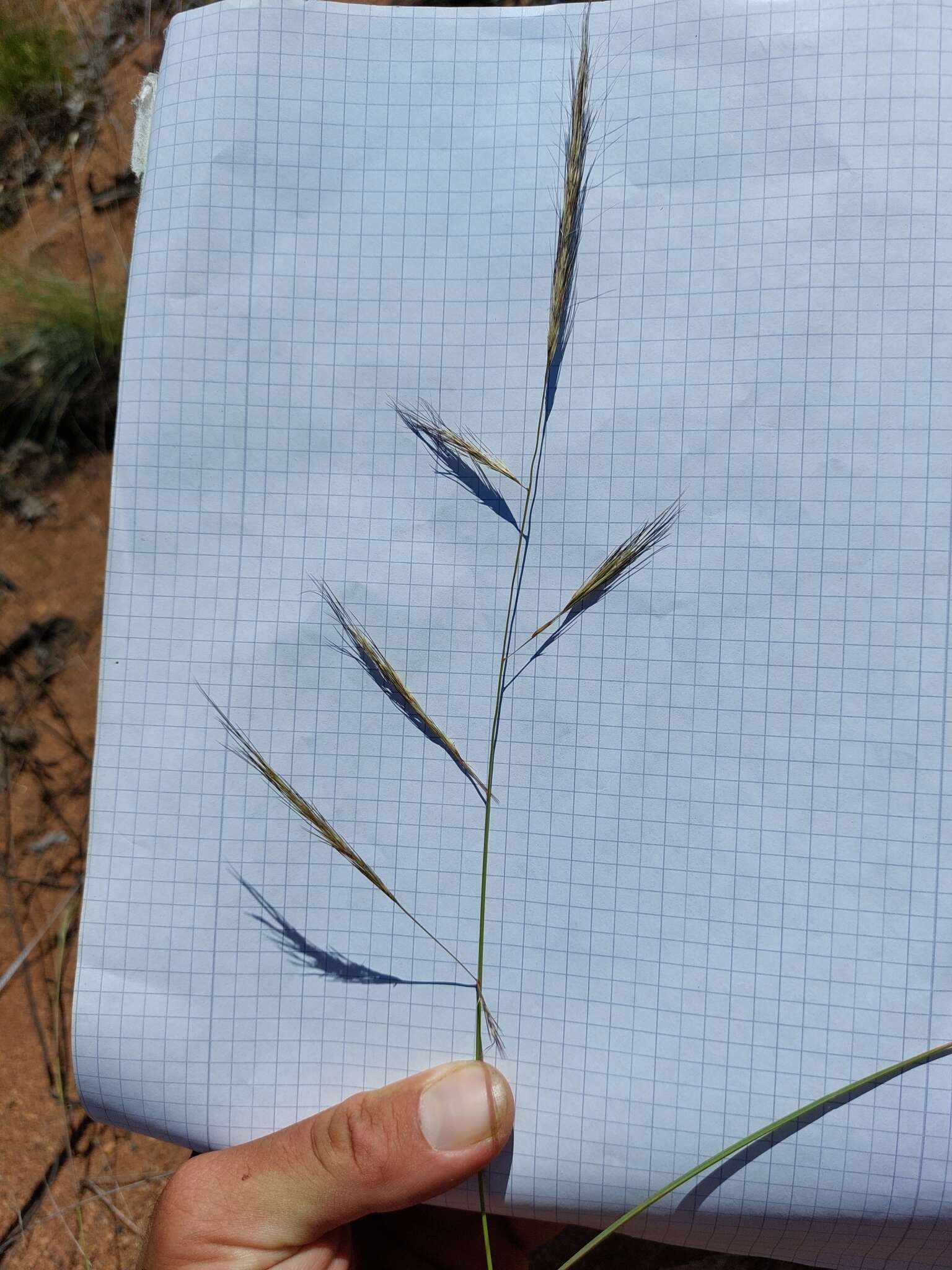 Image of Aristida barbicollis Trin. & Rupr.