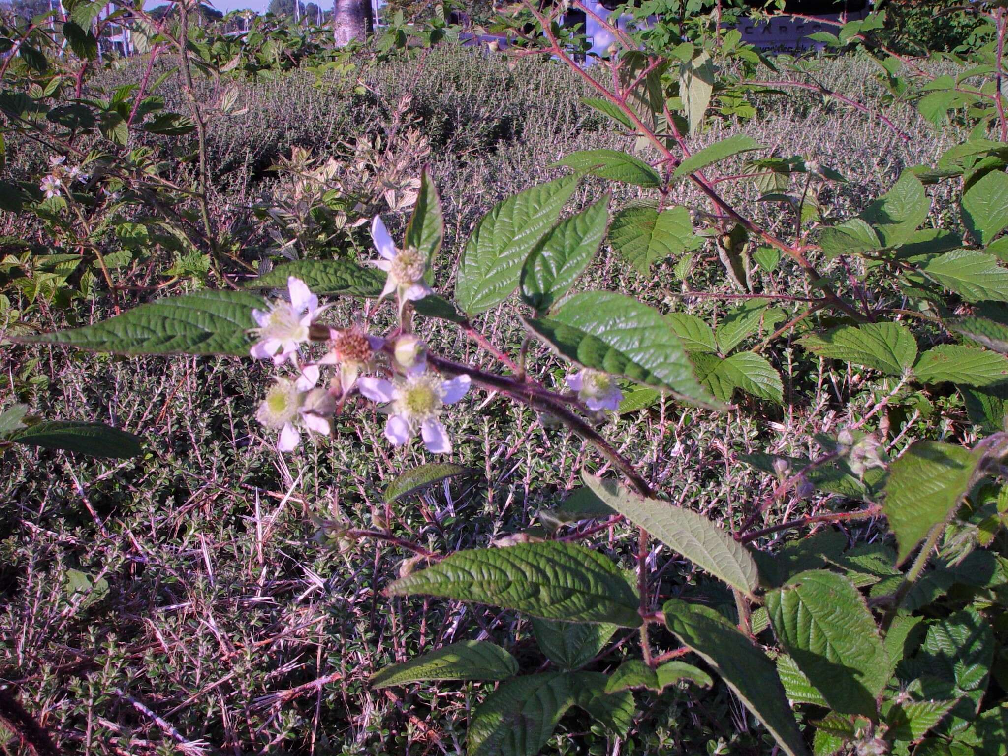 Image of Rubus dasyphyllus (Rogers) Rogers