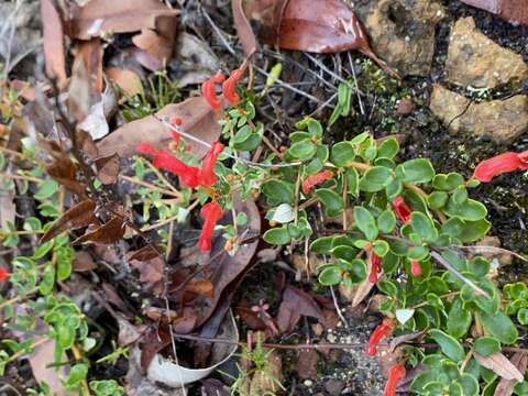 Imagem de Grevillea depauperata R. Br.