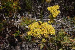 Crassula flava L. resmi